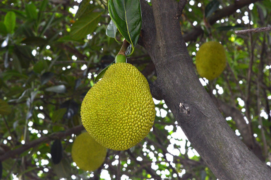 大卫斯佩德：蒲公英