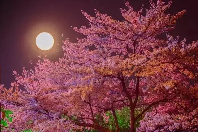 初恋日记(普通话版)